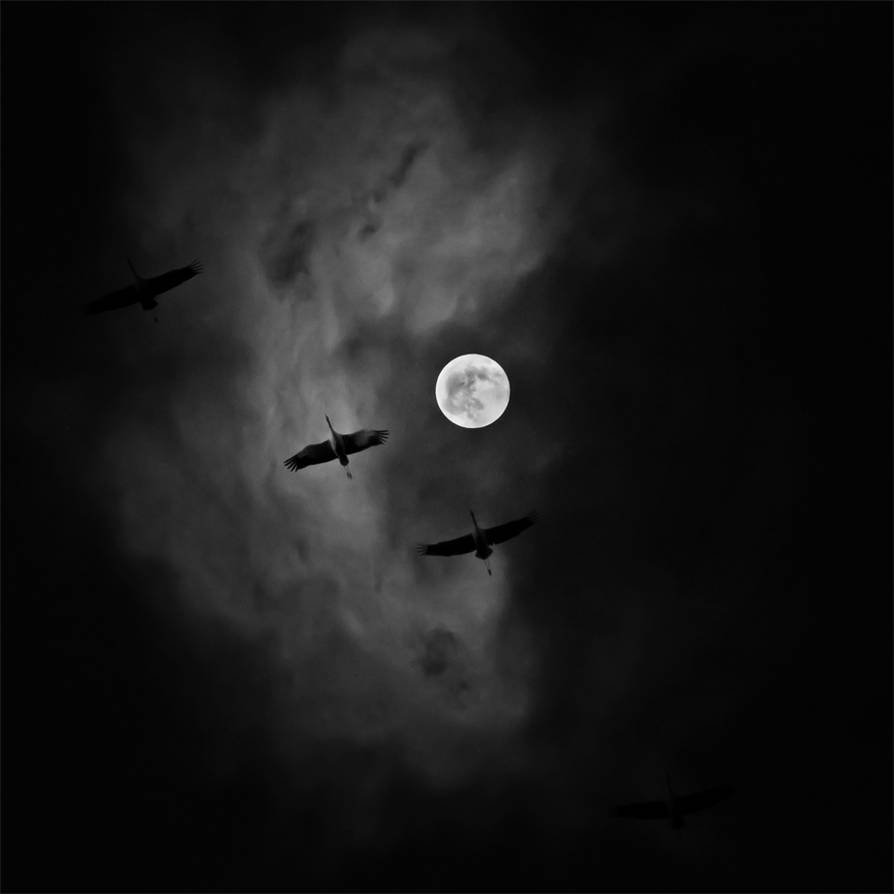 Flying Up Like There's No More Gravity by DpressedSoul