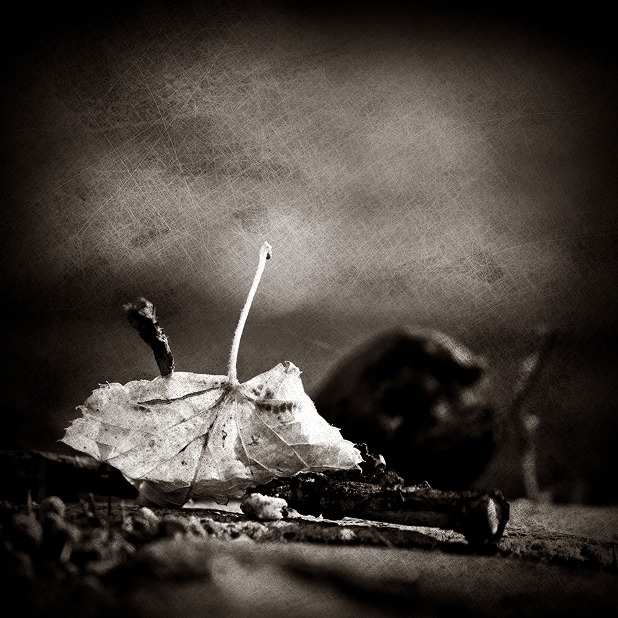 Like Autumn Leaves