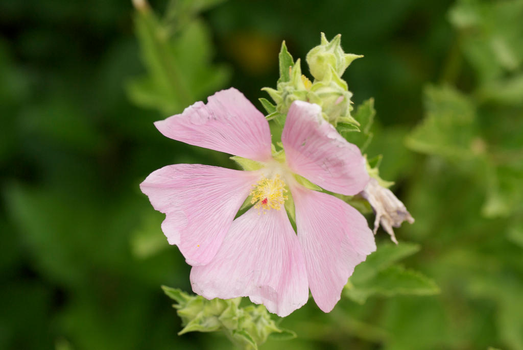 The Pink Flower