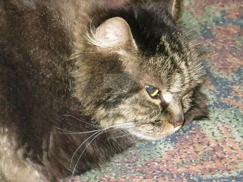 Maine Coon Cat Resting