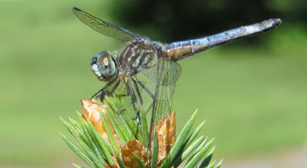 Dragonfly