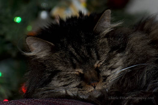 Sleeping Cat Christmas