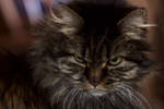 Portrait of a Maine Coon Cat by Charlief43