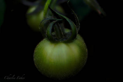 Unripe Green Tomato