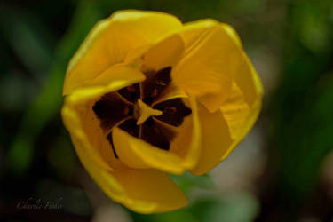 Yellow Tulip Bloomed