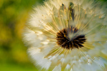 Dandelion by Kamal-Q