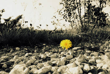 Flower of solitude