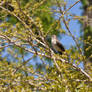 PORTRAIT OF A BIRD