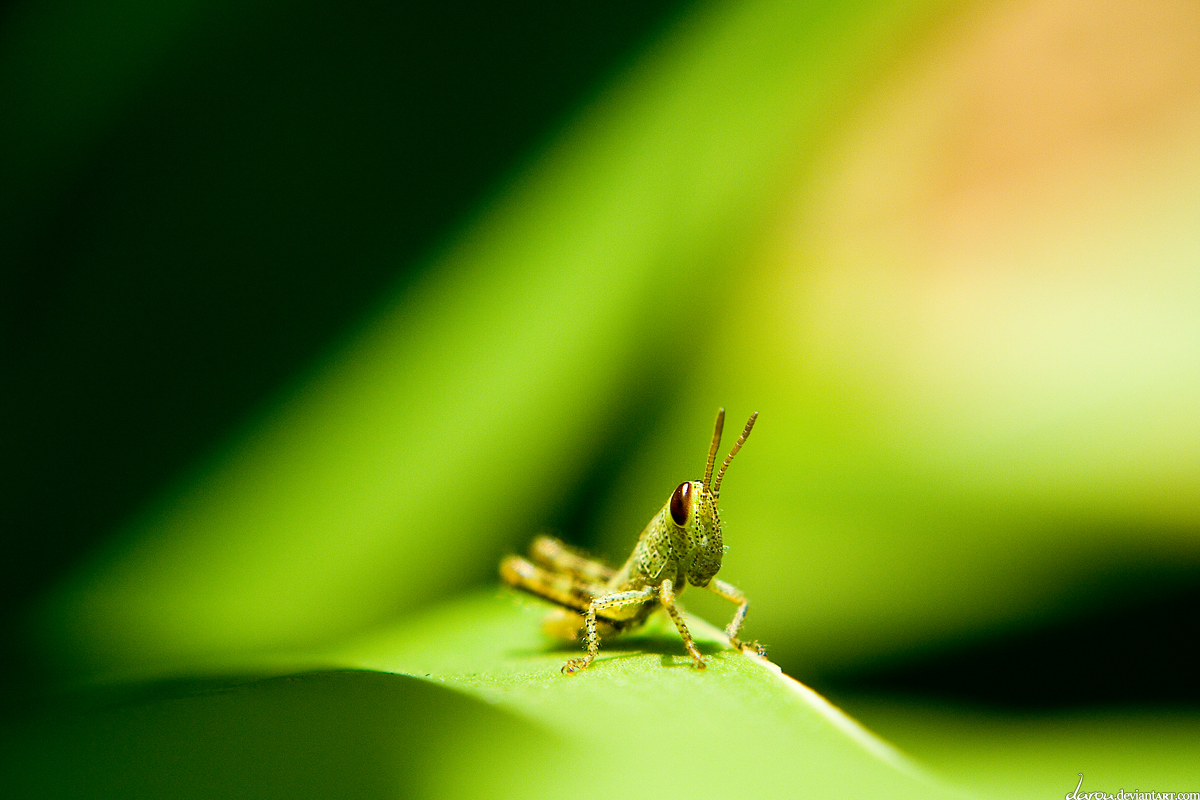 Baby Grasshopper