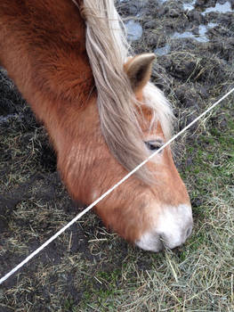 Grazing Nina