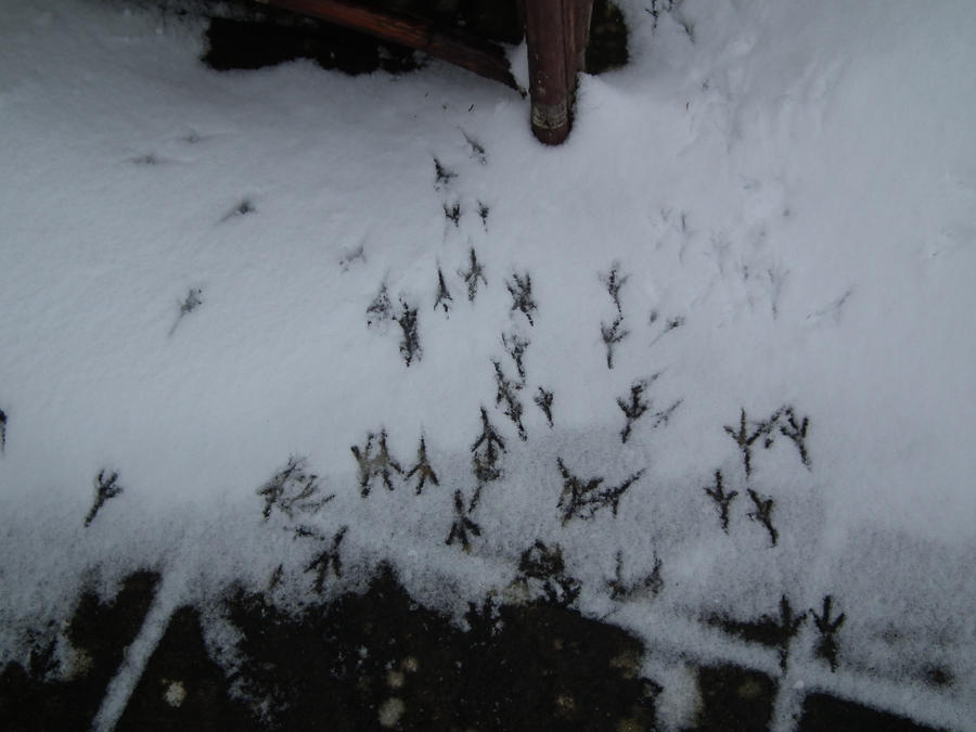 Bird prints