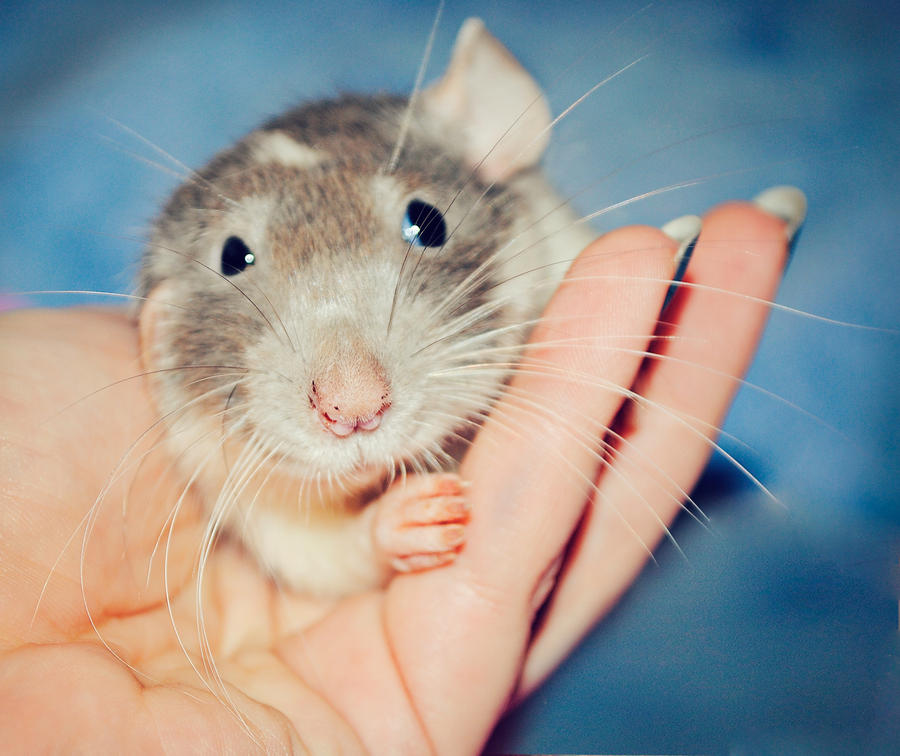 Cookie By Szczurasy On DeviantArt cookie-by-szczurasy-on-deviantart