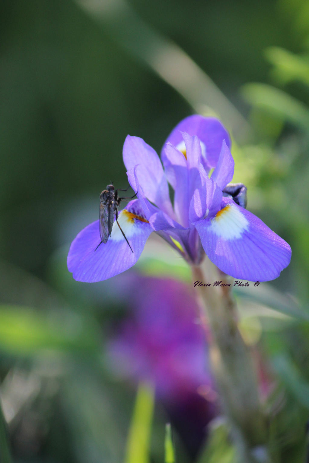 Wild Flower