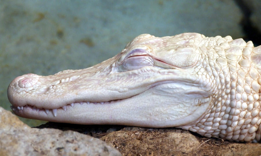 Dallas Zoo - White Alligator