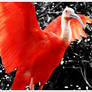 Scarlet Ibis