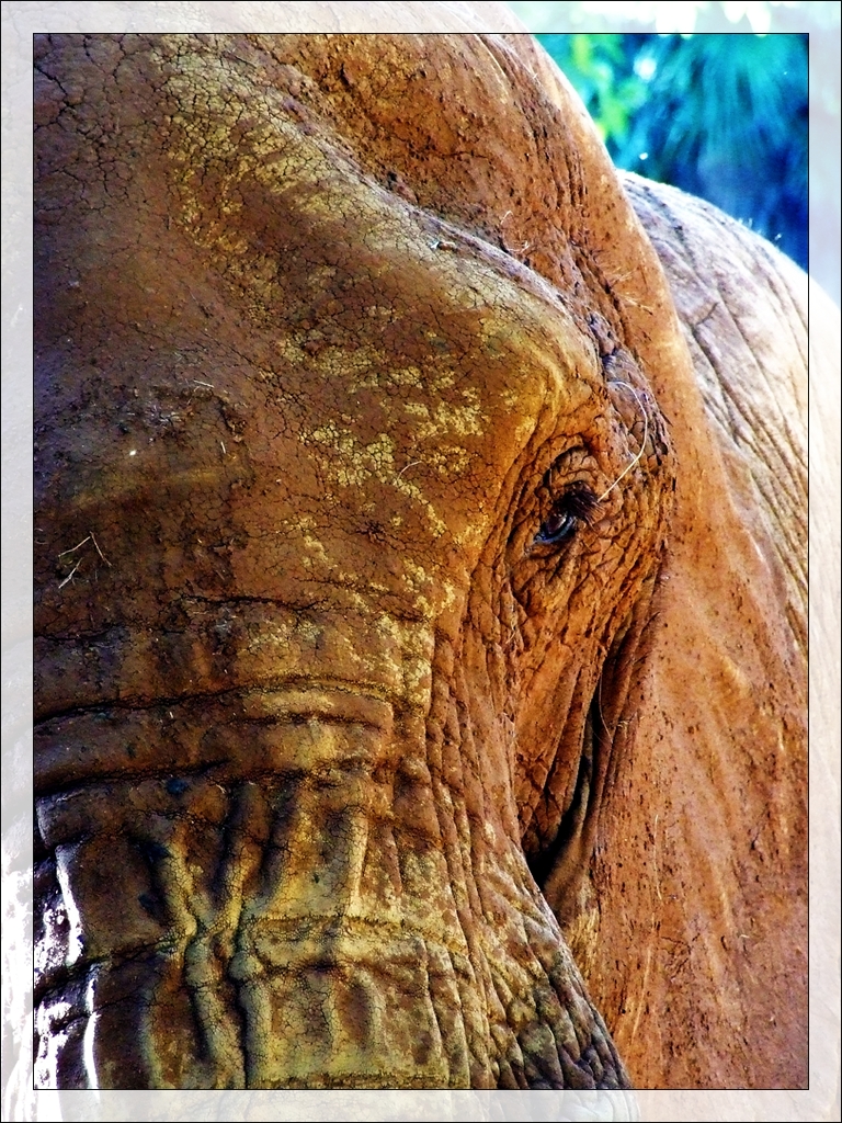 Elephant - closeup