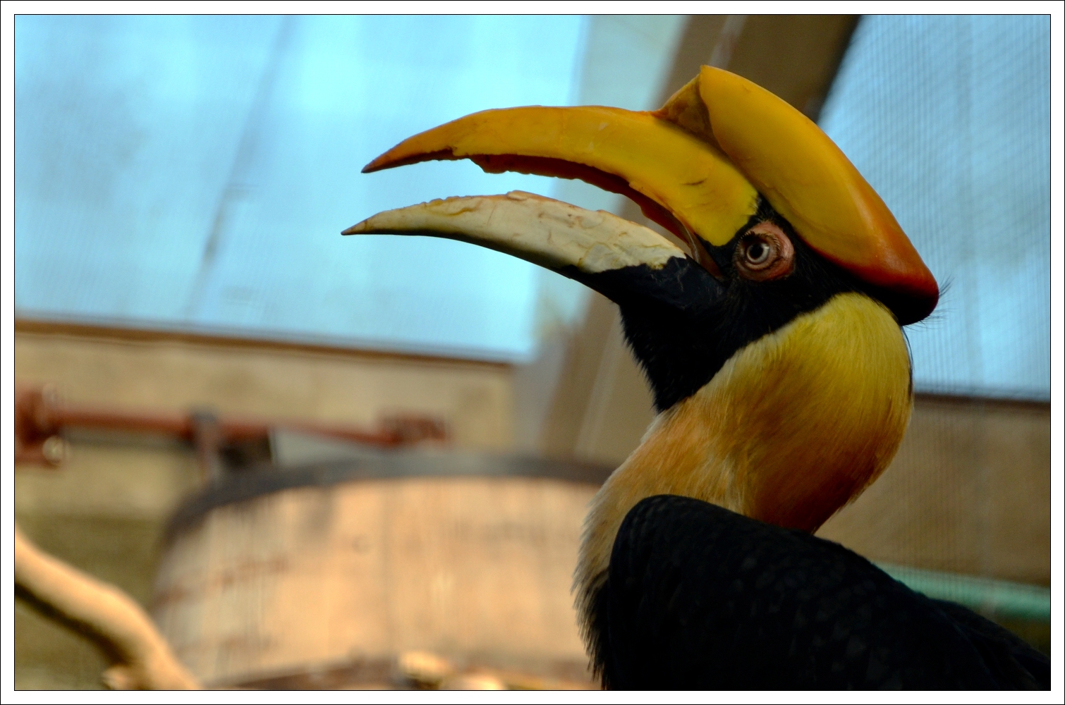 Great Hornbill