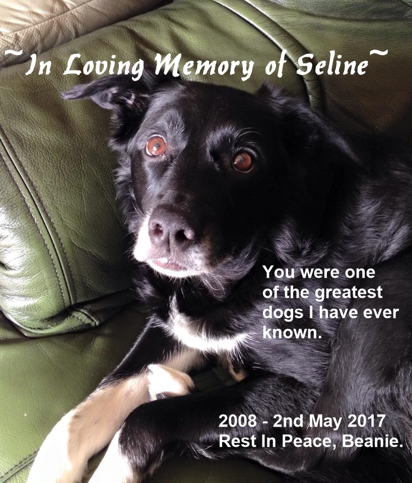 In Loving Memory of Seline