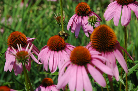 flower with bumble bee