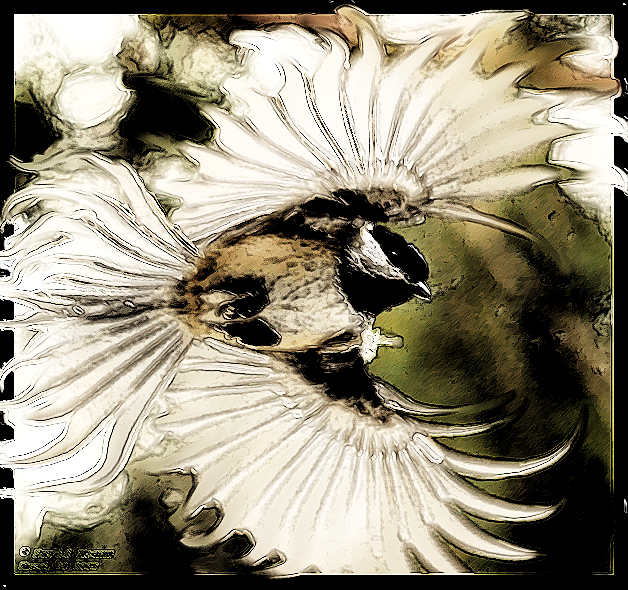 Distort Bird distorted wings of a bird by artaceCS2 on DeviantArt