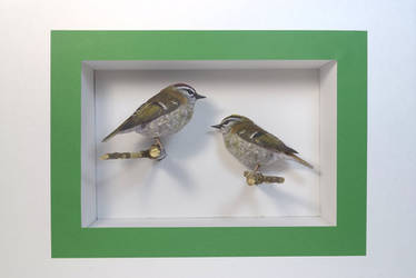 Firecrest Papercraft