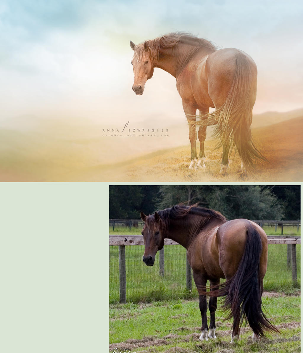 The Horse - before and after