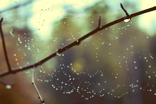 rain web