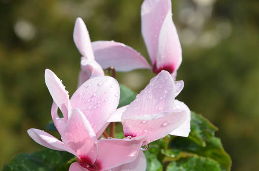 Water drops at cyclamen