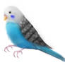 Parakeet