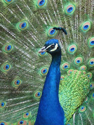 Peacock