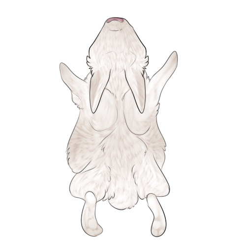 Albino Rabbit Pelt by PafooPost on DeviantArt