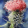 Thistle (Onoperdon). ACEO