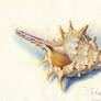 Crimea seashell