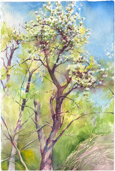 Blossom pear tree