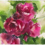 Roses 1. Diptych