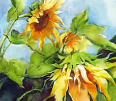 Sunflowers