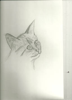 cat sketch