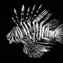 Lion Fish