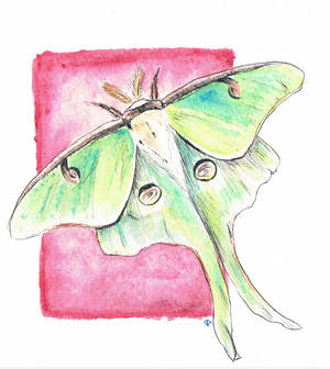 Luna Moth