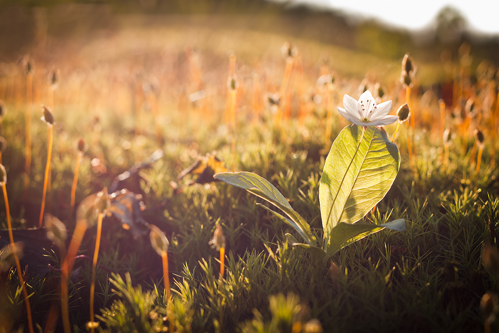 Evening Sun