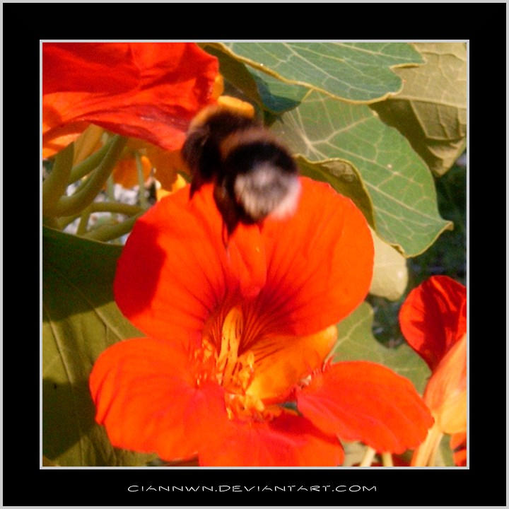 Insect XIII - bumble B again by ciannwn on DeviantArt