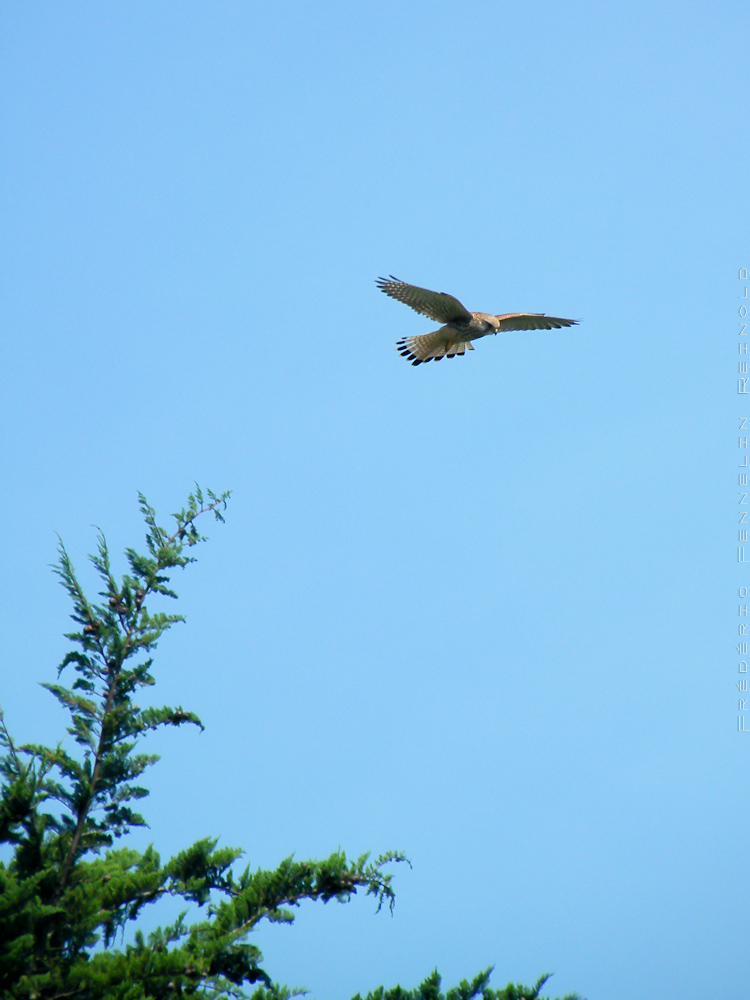 Buzzard