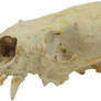 Animal Skull 3