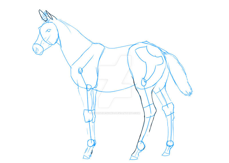 Thoroughbred Foal Sketch