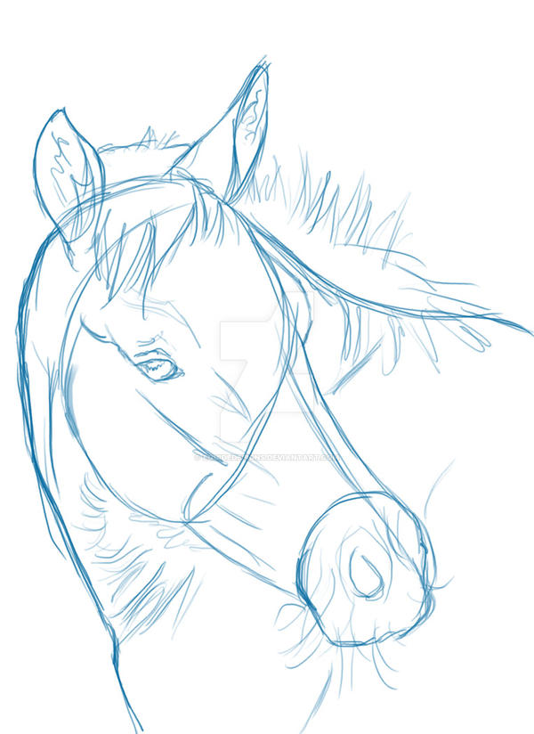 Headshot Sketch: Foal