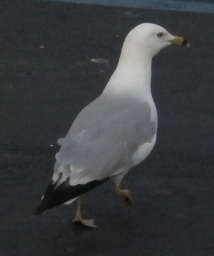 Seagull 11