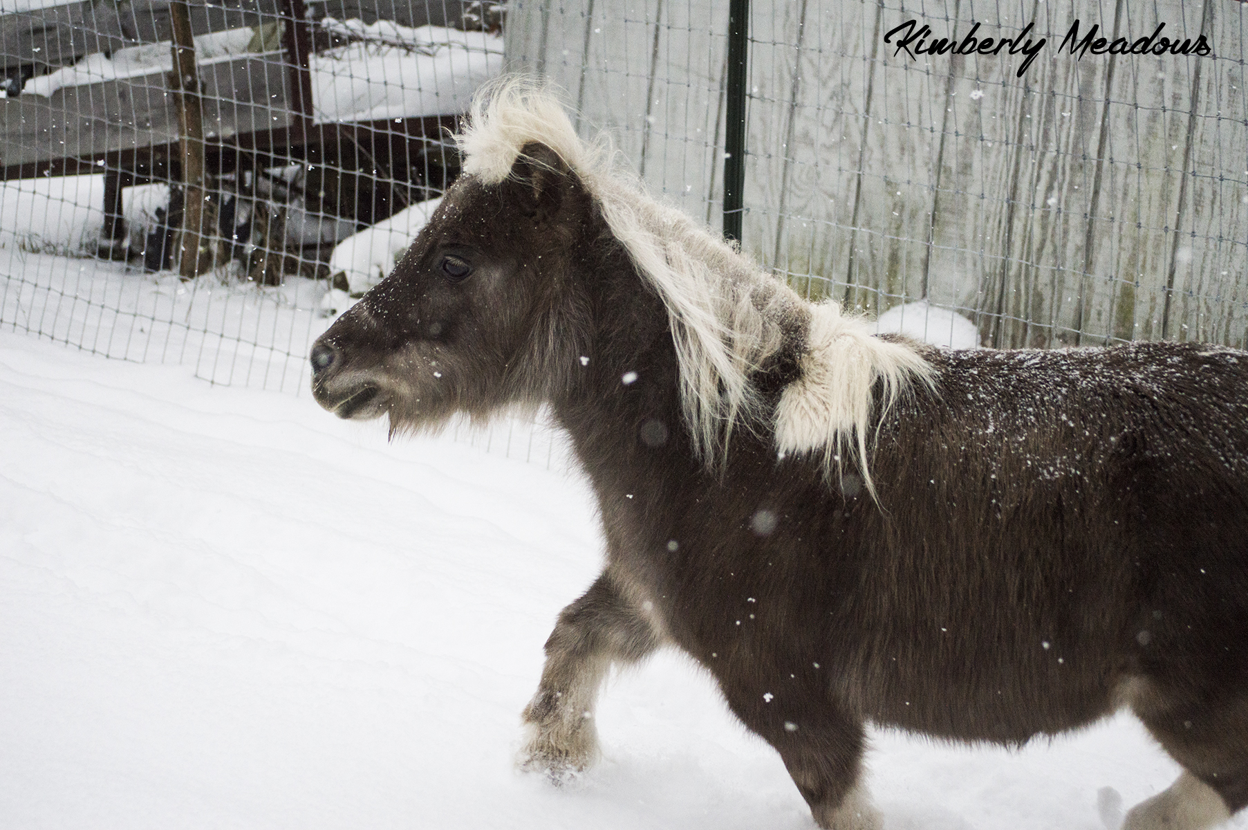 Trotting Through The Snow