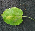 lone leaf 2 by kawaiiKitteh