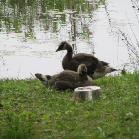 More Goslings