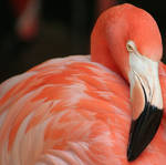 Flamingo II by idnurse41